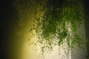 Asparagus bush close-up in an apartment
