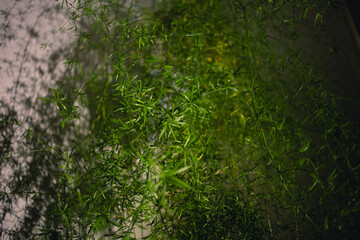Asparagus bush close-up in an apartment