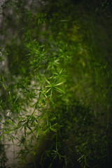 Asparagus bush close-up in an apartment