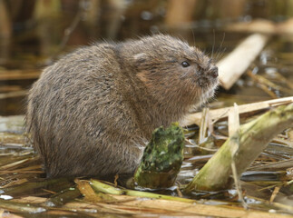 An endangered Water Vole, Arvicola amphibius, feeding on water plants in a river.	