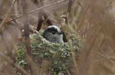 A Long-tailed Tit (Aegithalos caudatus) building its nest in a Bramble bush in springtime. Its nest is made up of spiders webs, feathers, moss and lichen.