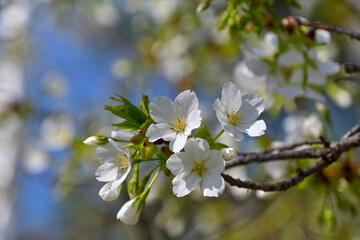 オオシマザクラのクローズアップ