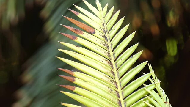 Dioon mejiae is species of cycad (Honduras and Nicaragua). Names include palma teosinte, teocinte, teocinta (female), teocintle, teocsinte, teosinte, tiusinte, tusinte or sacred ear.