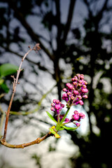 Blühender Flieder im Apil