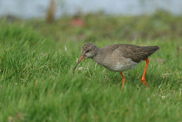 A Redshank, Tringa totanus, feeding along the edge of a marshy area in a field in springtime.	