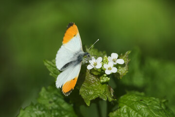 An Orange-tip Butterfly, Anthocharis cardamines, nectaring on garlic Mustard in a woodland clearing.