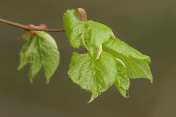 A branch of new leaves  of a Common Lime Tree, Tilia x europaea, growing in woodland.