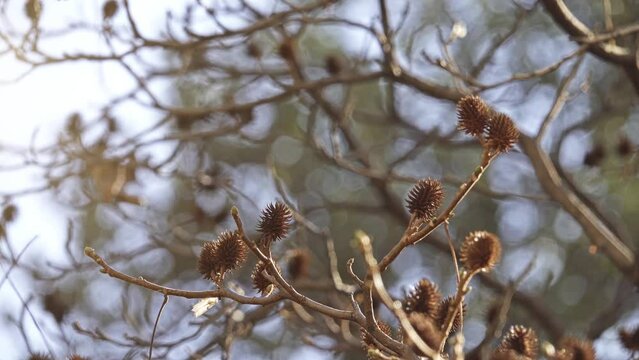 Platycarya strobilacea in family Juglandaceae