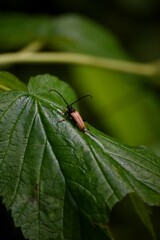 Beetle on a green leaf, macro shot