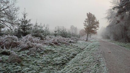 Snowy path road with trees in the winter with white sky