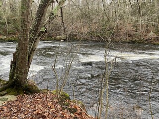 Nature scene with a river surrounded by pine trees and red dried leaves on the ground in the forest