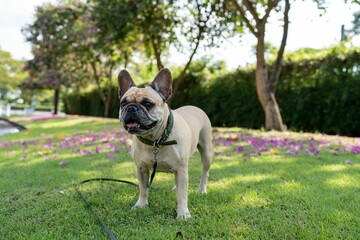 View of white French Bulldog in the green park.