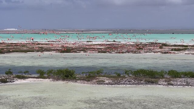 Flamingos Flying At Kralendijk In Bonaire Netherlands Antilles. Wildlife Landscape. Caribbean Background. Sea Birds Animals. Flamingos Flying At Kralendijk In Bonaire Netherlands Antilles.
