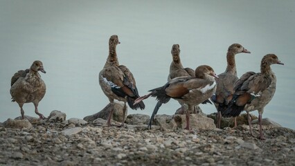 Selective focus shot of ducks near the lake