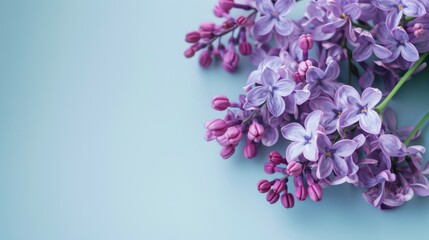 Lilac flowers blooming with purple petals in a pastel spring bouquet