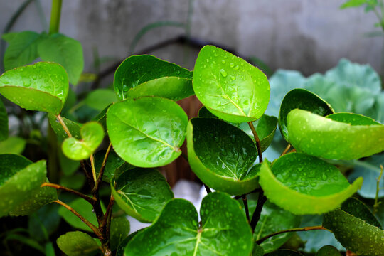 Polyscias fruticosa L Harms,Polyscias fruticosa or Araliaceae plant, amazing tree with bowl leaf for food container that safe and environmental friendly