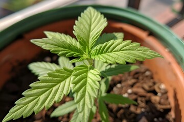 AI generated illustration of an indoor potted plant with blooming buds