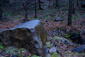wet rock after rain in the woods