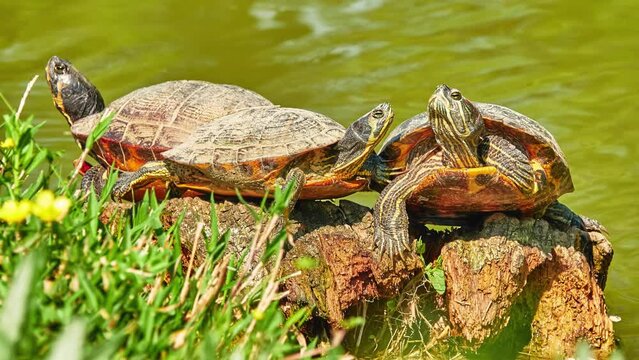 Red-eared slider (Trachemys scripta elegans), red-eared terrapin, red-eared slider turtle and water slider turtle, is semiaquatic turtle belonging to family Emydidae. It is subspecies of pond slider.
