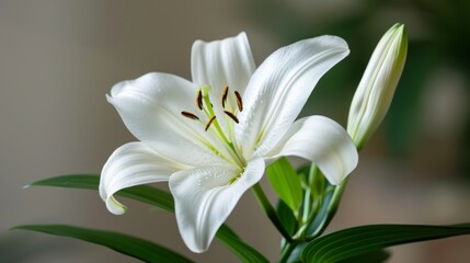 White Lily flower with delicate petals and detailed stamen in a natural setting