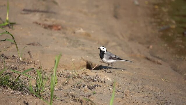 Slow Motion white wagtail (Motacilla alba) is small passerine bird in family Motacillidae, which also includes pipits and longclaws. Species breeds in much of Europe and Asia and parts of North Africa