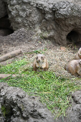 Obraz premium prairie dogs in Ueno zoo, Tokyo, Japan