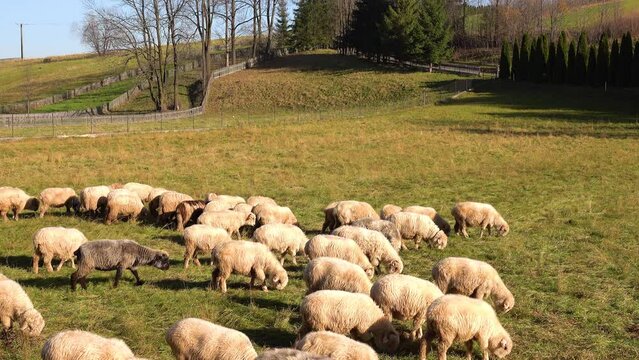 Sheep are walking in the pasture and eating green grass.