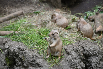 prairie dogs in Ueno zoo, Tokyo, Japan
