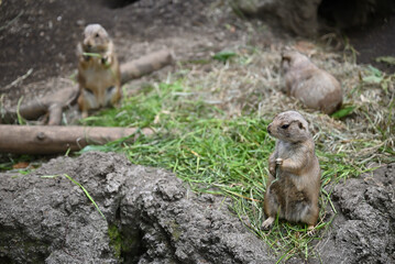 prairie dogs in Ueno zoo, Tokyo, Japan