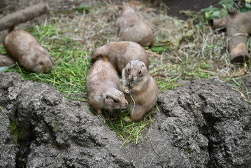 prairie dogs in Ueno zoo, Tokyo, Japan