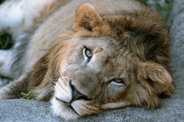 Closeup of a lion cub at a zoo