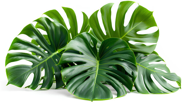 Vibrant Green Mostera Plant Leaves Against A White Background