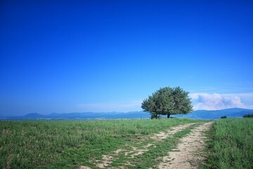Beautiful shot of a dirt road in the middle of a green field
