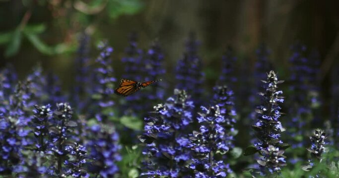 Super slow motion close up butterfly is flying gracefully after collecting nectar from vibrant violet wild flowers in natural habitat surrounded by green nature. Animals protection, conservation.