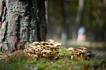 Cluster of Psatyrella Candollya (Psathyrella candolleana) mushrooms in a forest