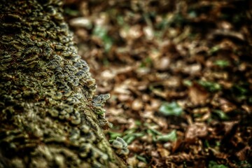 Selective focus of Fungus growing on a cut down tree in the forest