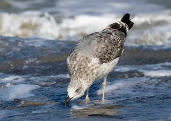 Closeup shot of a Heuglin's gull standing on a shore with its beak touching the sand