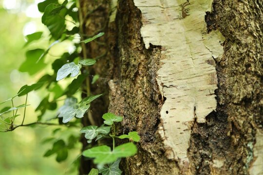 Closeup shot of new shoots growing on the bark of a tree, in a country park in North Wales