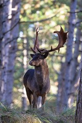 Vertical view of a beautiful European fallow deer resting in a forest