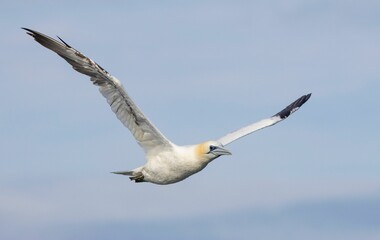 Northern gannet flying against a cloudy sky.