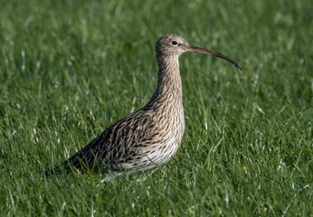 Closeup shot of a Eurasian curlew walking on the grass