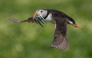 closeup shot of the black-white puffin soars through the sky with prey in beak