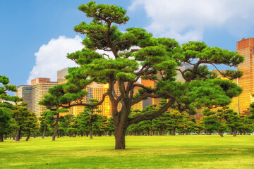 Bonsai-baum tokio japan