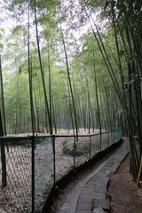 Serene path through a bamboo forest by Kyoto, Japan