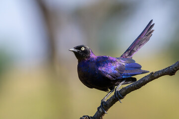 Rüppell's starling (Lamprotornis purpuropterus) portrait, perched on a branch, Serengeti national park, Tanzania.
