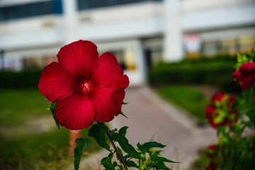 Closeup of blooming red Hibiscus flower