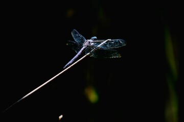 Closeup of dragonfly perching on plant stem