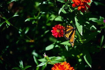 Injured Monarch butterfly perching on flower isolated in blurred background