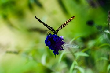 Zebra Longwing butterfly perching on flower isolated in blurred background