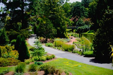 Aerial view of path surrounded by dense trees in park